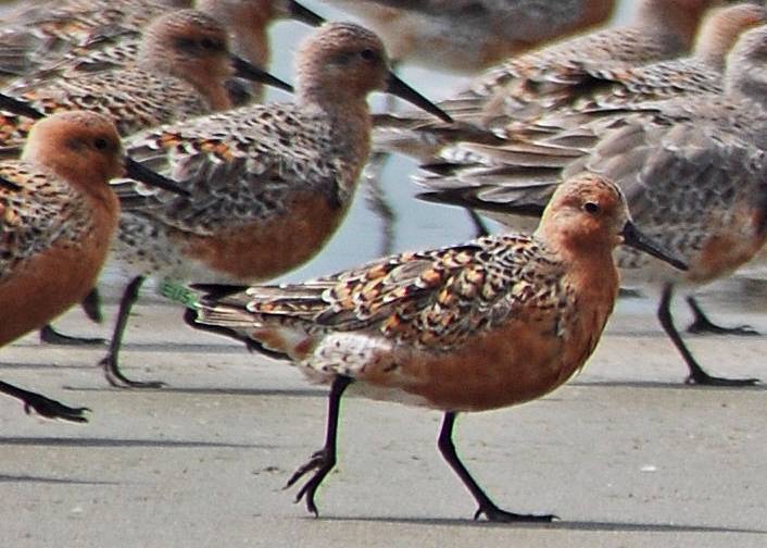Red Knot walking 2007_05_06_112748 - Copy